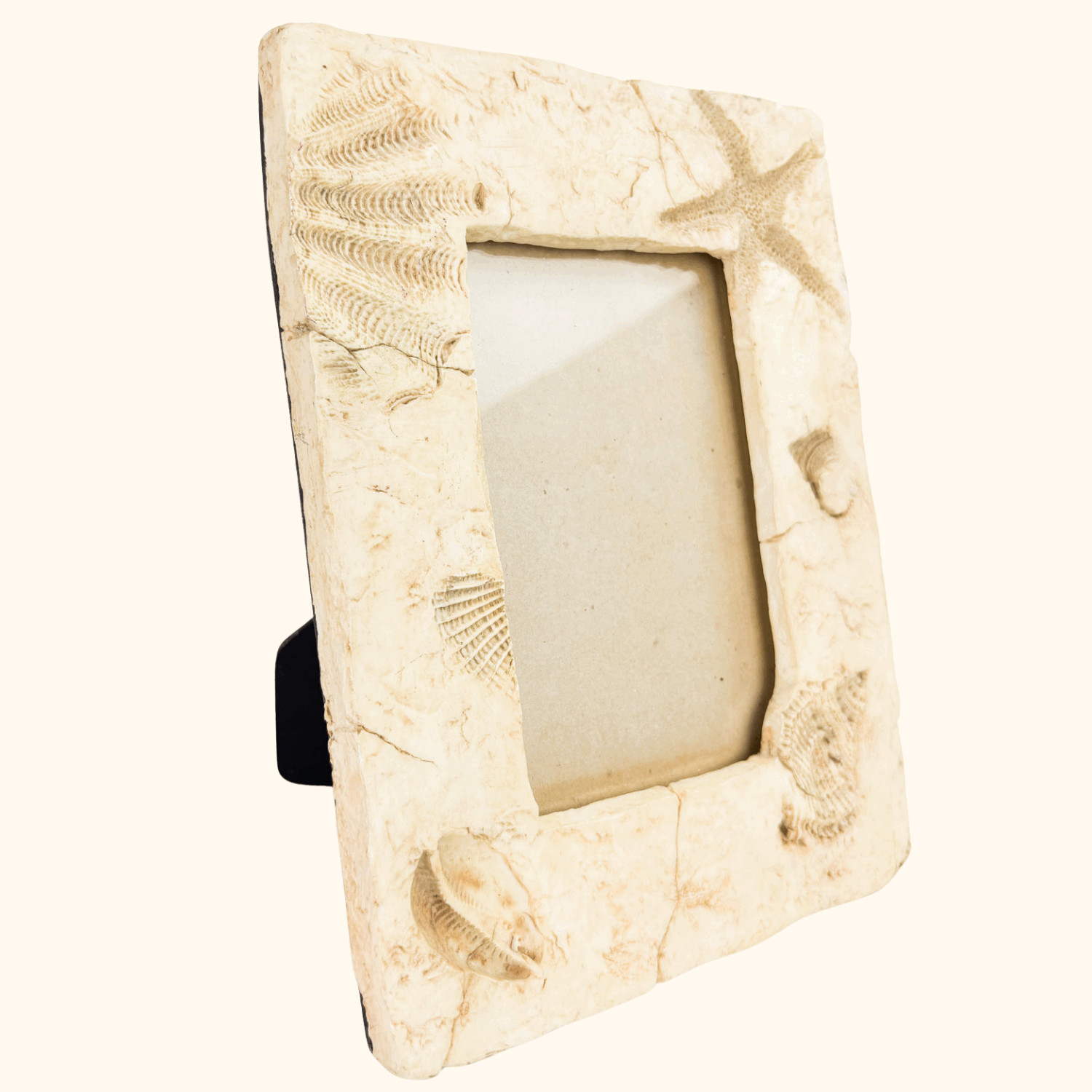 Seaside 3D Shell Picture Frame 6inch x 4inch Sunshine Thrift